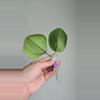 plant/Hoya aff Glabra #1011-3-thumbnail