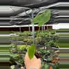 plant/Colocasia Blue Hawaii starter plant growers choice-4-thumbnail