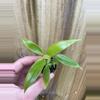 plant/Philodendron Panduriforme starter plant growers choice-1-thumbnail