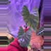 plant/Albo Calidora-1-thumbnail
