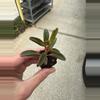 plant/Peperomia Graveolens Ruby Glow starter plant growers choice-2-thumbnail