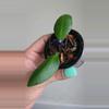 plant/⚠️Zinger! Hoya sp Yellow Sapphire #7009-1-thumbnail