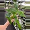 plant/Philodendron Burle Marx starter plant growers choice-2-thumbnail