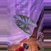 plant/Albo Calidora-0-thumbnail