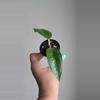 plant/Hoya sp Aceh Shogun #6505-0-thumbnail