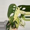 plant/Monsters Kunzo Adansonii Tricolor-0-thumbnail