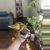 plant/Monstera Adansonii Indonesian Mint-1-thumbnail