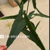 plant/Alocasia Tigrina Superba starter plant growers choice-0-thumbnail