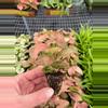 plant/Syngonium Regina Red starter plant growers choice-3-thumbnail