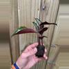 plant/Calathea Royal Standard starter plant growers choice-3-thumbnail