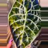plant/Pink tri color Watts dolf alacasia corm grown-11-thumbnail