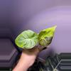 plant/✨Alocasia GOG Regal Shield✨-1-thumbnail