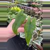 plant/Alocasia Tigrina Superba starter plant growers choice-1-thumbnail