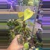 plant/Philodendron Lemon Lime-1-thumbnail