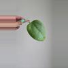 plant/⚠️ Zingers! Hoya aff Glabra #1007 🚨grow light burn damage🚨-0-thumbnail