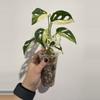 plant/Monsters Kunzo Adansonii Tricolor-2-thumbnail