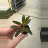plant/Peperomia Graveolens Ruby Glow starter plant growers choice-1-thumbnail