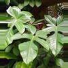 plant/Philodendron Panduriforme starter plant growers choice-0-thumbnail