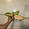 plant/Aglaonema China Red in 4 inch pot.-0-thumbnail