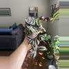 plant/Clipping from Silver Inch-0-thumbnail