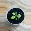 plant/Philodendron Billietiae Gamble (from variegated mother) (4)-1-thumbnail