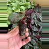 plant/Calathea Roseopicta starter plant growers choice-2-thumbnail