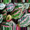 plant/Calathea Roseopicta starter plant growers choice-0-thumbnail
