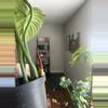plant/Philodendron McDowell-3-thumbnail