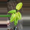 plant/Philodendron Painted Lady-0-thumbnail