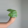 plant/Hoya aff Glabra #1011-1-thumbnail
