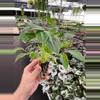 plant/Philodendron Burle Marx starter plant growers choice-4-thumbnail