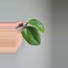 plant/Hoya aff Glabra #1011-0-thumbnail