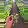 plant/Senecio Purple Flush starter plant growers choice-1-thumbnail