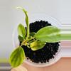 plant/Philodendron Florida Beauty-3-thumbnail