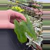 plant/Alocasia Tigrina Superba starter plant growers choice-3-thumbnail