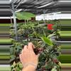 plant/Colocasia Blue Hawaii starter plant growers choice-3-thumbnail