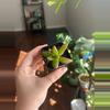 plant/Firestone Succulent Sedum Adophi-0-thumbnail
