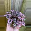 plant/Hypoestes Pink starter plant growers choice-1-thumbnail