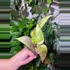 plant/Three High Voltage Pothos-0-thumbnail