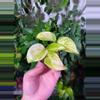 plant/Three High Voltage Pothos-2-thumbnail