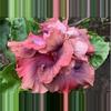 plant/Hibscus Cocoa Royale starter plant growers choice-0-thumbnail