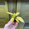 plant/New Hybrid! Philodendron Red King starter plant growers choice-2-thumbnail