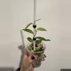 plant/NOID - Green on Green Rhaph or Giganteum-2-thumbnail