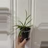 plant/Spider plants-0-thumbnail