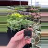 plant/Alocasia Tigrina Superba starter plant growers choice-4-thumbnail