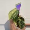 plant/Scindapsus variegated Snakeskin- Dara-0-thumbnail