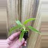 plant/Philodendron Panduriforme starter plant growers choice-2-thumbnail