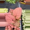 plant/Syngonium Coral starter plant growers choice-1-thumbnail