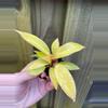plant/New Hybrid! Philodendron Red King starter plant growers choice-1-thumbnail