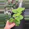 plant/Hibscus Cocoa Royale starter plant growers choice-3-thumbnail